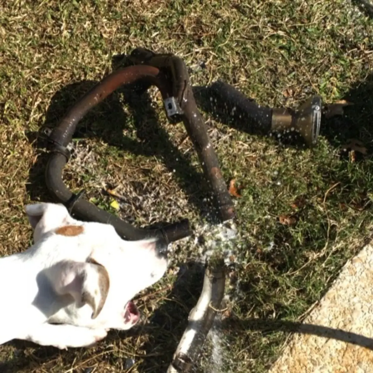 The shop dog helping degrease some parts